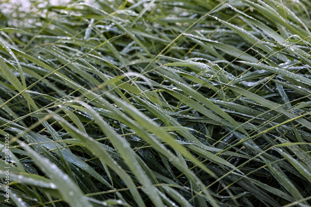 Wild reed with condensating water near the water Wild reed with condensating water near the water