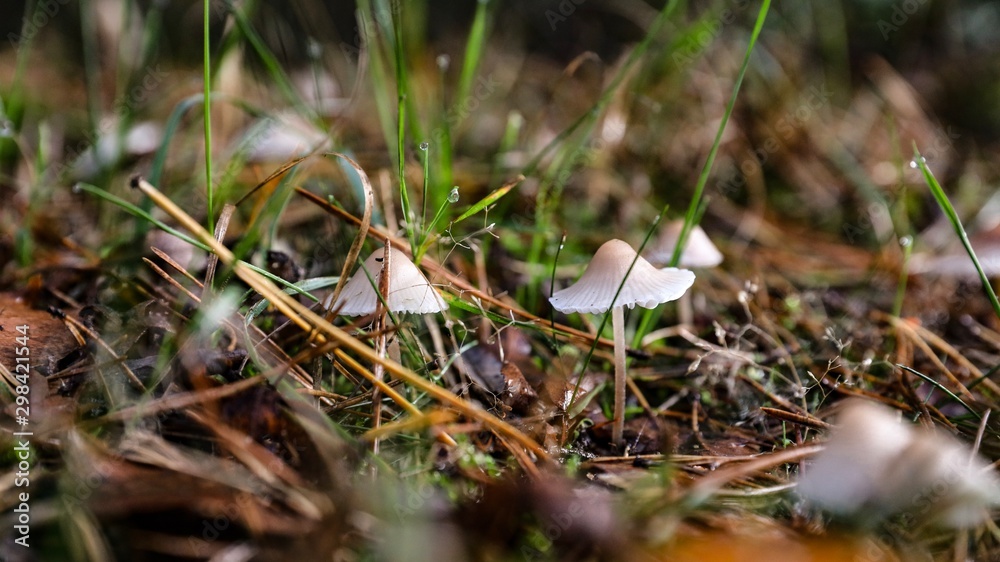Tiny little wild mashrooms in the forrest of Germany Tiny little wild mashrooms in the forrest of Germany