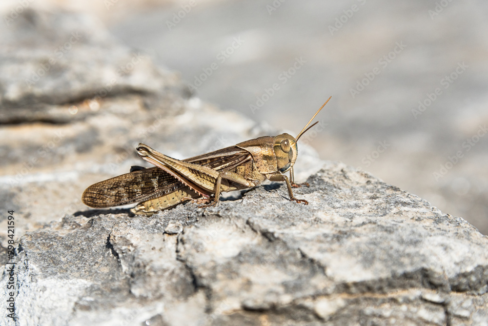 Locust on a stone