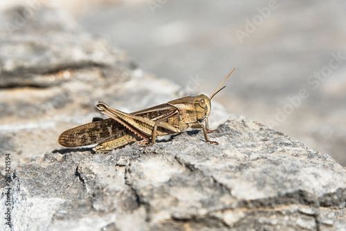 Locust on a stone © YK