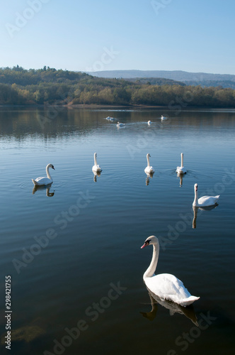 white swans with small swans on the lake