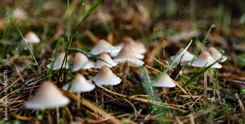 Tiny little wild mashrooms in the forrest of Germany