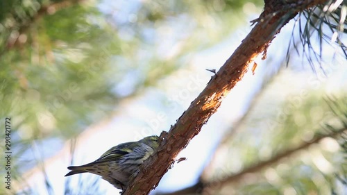 Eurasian Siskin, European Siskin or Common Siskin (Spinus spinus) is siting on a pine branch and sings a song in early spring 