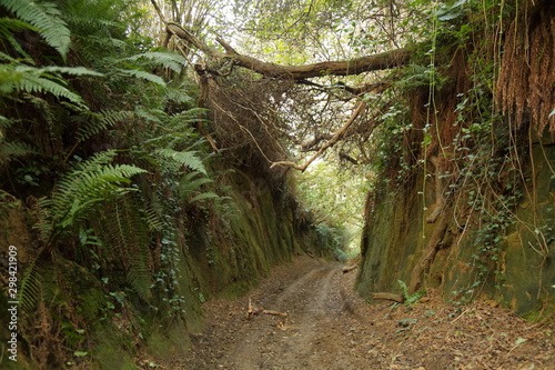 An ancient sunken path (Hell Lane) near village of Symondsbury in west Dorset photo