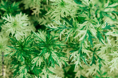 Green leaf texture. Leaf texture background