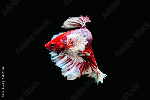 Red Dunbo betta photo