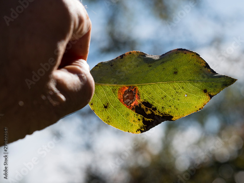 hand holding pear leaf with rust - gymnosporangium sabinae photo