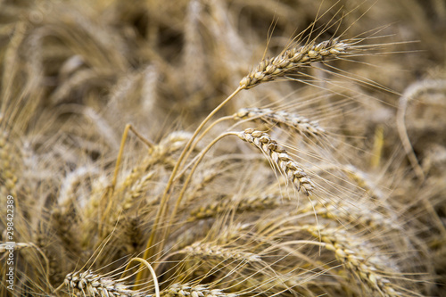 Ears of wheat on the background of yellow straw. Agriculture, grain growing, useful products.