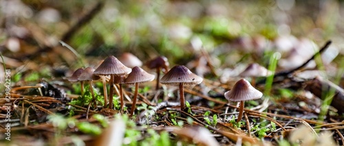 mushroom in the forest