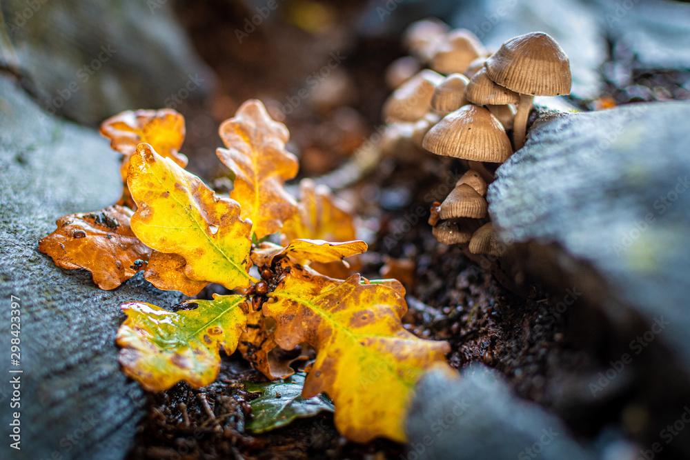 Autumn Autumn