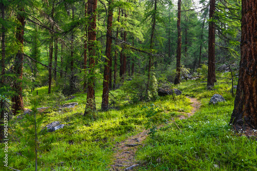 Tourist trail in coniferous forest. Hiking  summer travel on foot