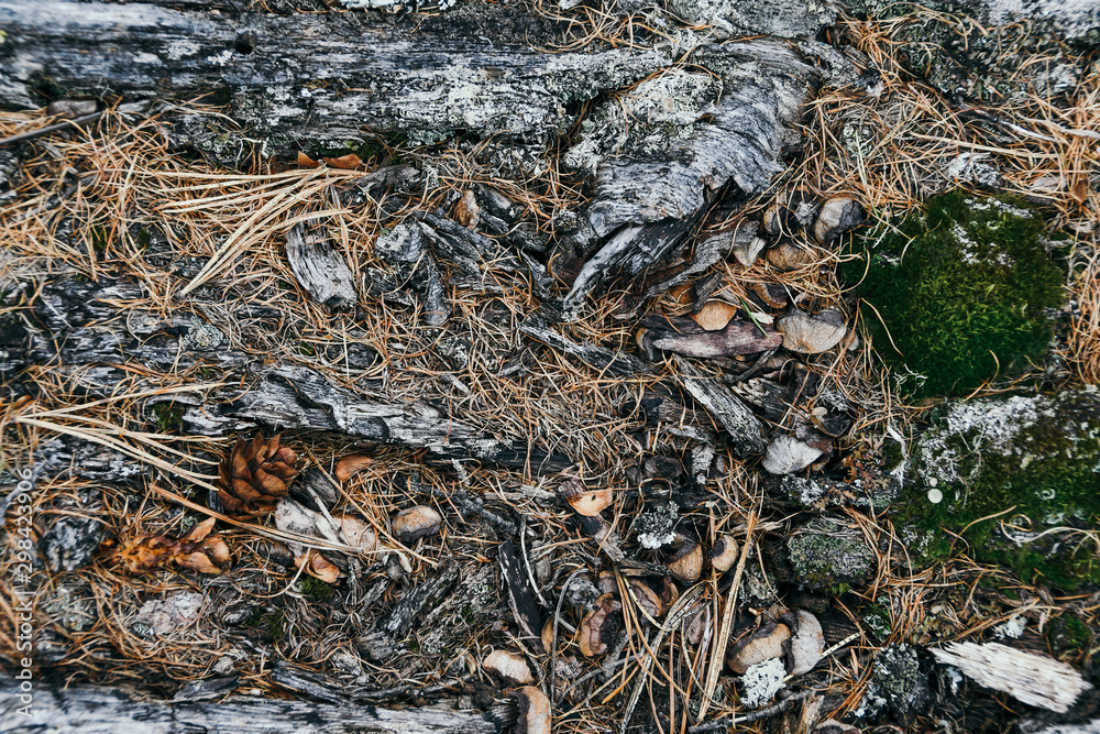 Dry roots of trees in coniferous forest