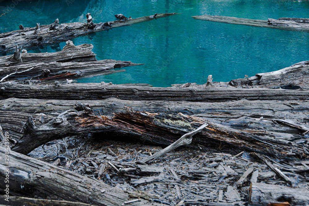 Jam of old trees on the river. Water dam of trunks and pollution of nature Jam of old trees on the river. Water dam of trunks and pollution of nature