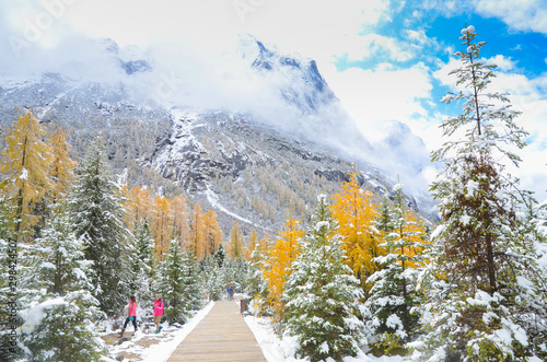 first snow and autumn trees at the siguniang scenic area during October, chengdu city, china photo