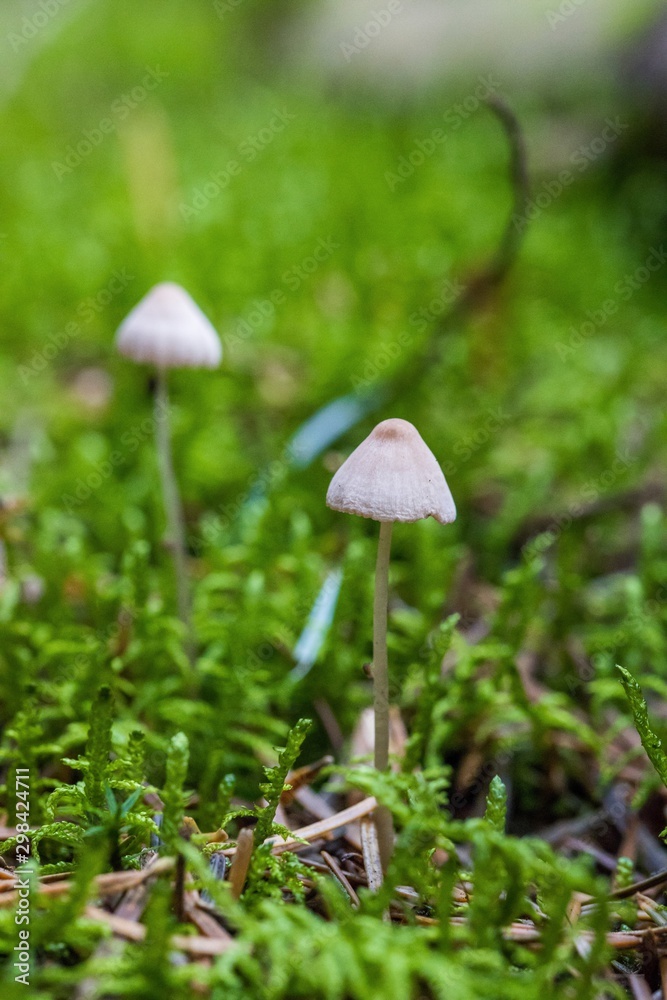 Beautiful close up of a group of mushrooms growing on on green moss ground and dark bokeh forest background. Mushroom macro, Mushrooms photo, forest photo, forest background - Mushrooms cut in the wo Beautiful close up of a group of mushrooms growing on on green moss ground and dark bokeh forest background. Mushroom macro, Mushrooms photo, forest photo, forest background - Mushrooms cut in the wo