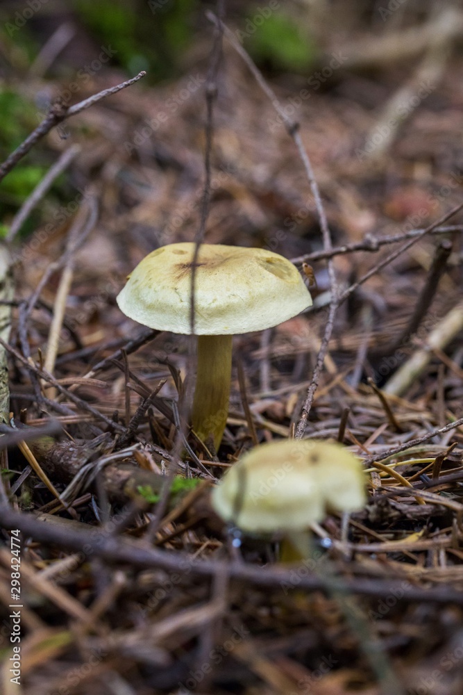 Beautiful close up of a group of mushrooms growing on on green moss ground and dark bokeh forest background. Mushroom macro, Mushrooms photo, forest photo, forest background - Mushrooms cut in the wo Beautiful close up of a group of mushrooms growing on on green moss ground and dark bokeh forest background. Mushroom macro, Mushrooms photo, forest photo, forest background - Mushrooms cut in the wo