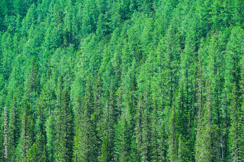 Dense coniferous forest on the mountainside