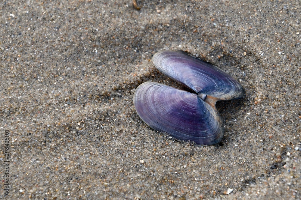 Blue clam shell deals