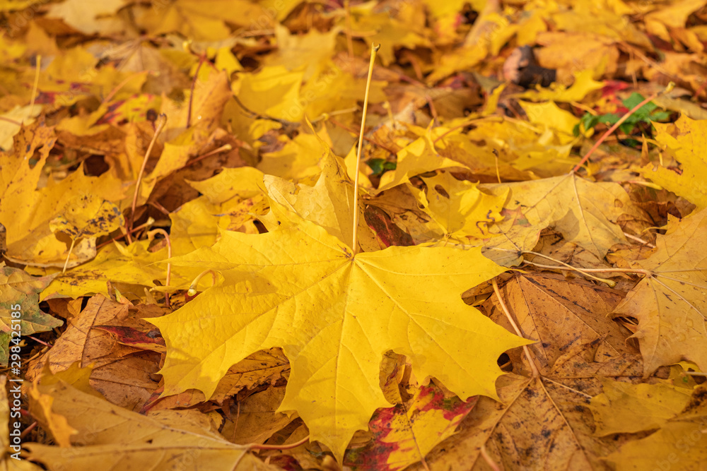 autumn, colorful yellow leaves on blurred background autumn, colorful yellow leaves on blurred background