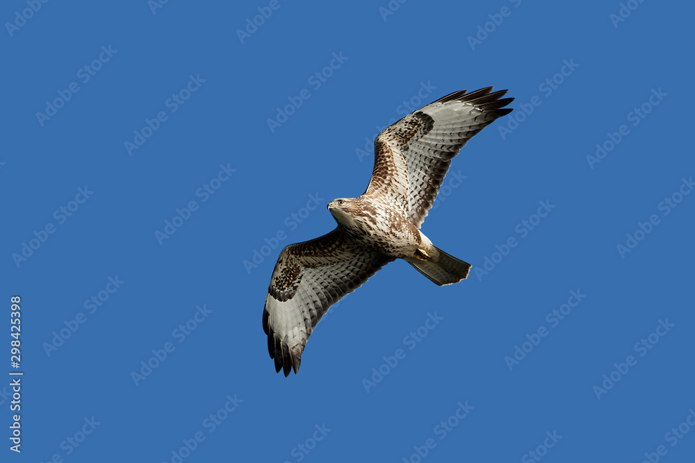 Obraz premium Common buzzard (Buteo buteo)