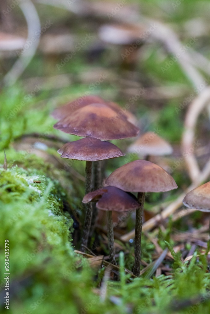 Beautiful close up of a group of mushrooms growing on on green moss ground and dark bokeh forest background. Mushroom macro, Mushrooms photo, forest photo, forest background - Mushrooms cut in the w Beautiful close up of a group of mushrooms growing on on green moss ground and dark bokeh forest background. Mushroom macro, Mushrooms photo, forest photo, forest background - Mushrooms cut in the w