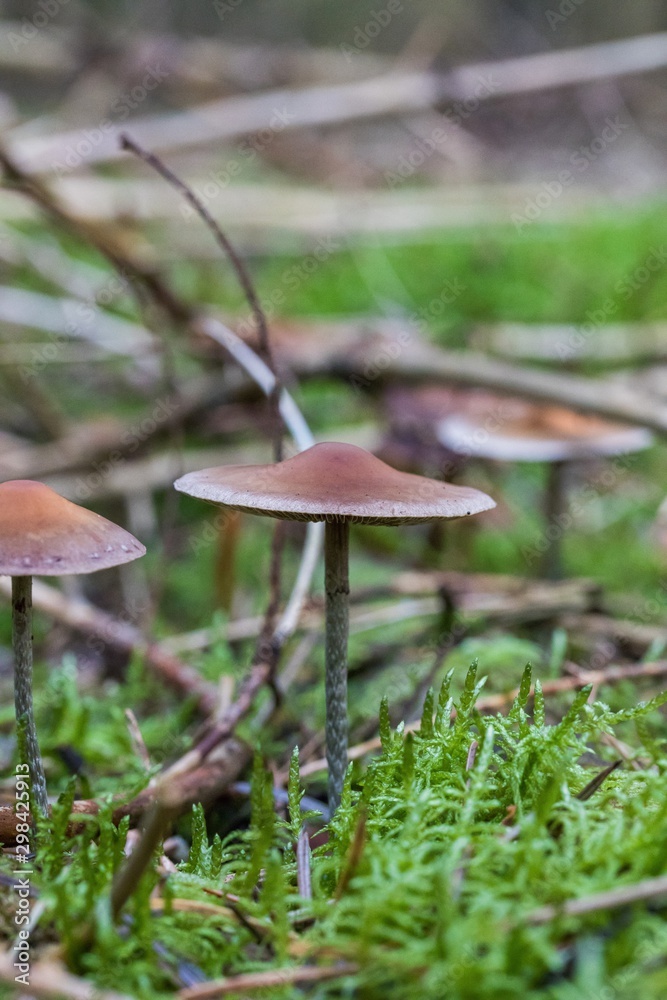 Beautiful close up of a group of mushrooms growing on on green moss ground and dark bokeh forest background. Mushroom macro, Mushrooms photo, forest photo, forest background - Mushrooms cut in the w Beautiful close up of a group of mushrooms growing on on green moss ground and dark bokeh forest background. Mushroom macro, Mushrooms photo, forest photo, forest background - Mushrooms cut in the w