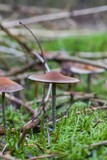  Beautiful close up of a group of mushrooms growing on  on green moss ground and dark bokeh forest background. Mushroom macro, Mushrooms photo, forest photo, forest background - Mushrooms cut in the w