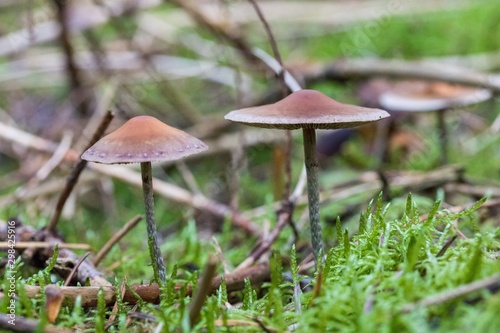  Beautiful close up of a group of mushrooms growing on on green moss ground and dark bokeh forest background. Mushroom macro, Mushrooms photo, forest photo, forest background - Mushrooms cut in the w