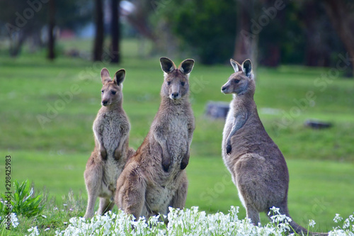 A trio of eastern grey kangaroos on a golf course in Wonthaggi, Victoria, Australia