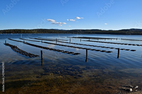 Oyster farm long-line system for Sydney Rock Oysters  in Pambula Lake, New South Wales Australia.