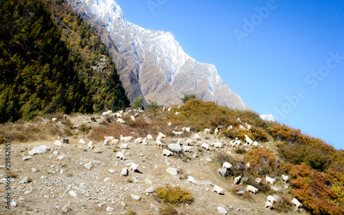 Herd of sheep in lush Himalayas mountain at a distance in summer - Ranikanda meadows, Karcham terrain park, Spiti Valley, Himachal Pradesh, India, Asia Pac. Snow covered Kailash mountain range at far. photo