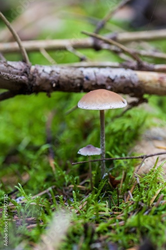 Beautiful close up of a group of mushrooms growing on on green moss ground and dark bokeh forest background. Mushroom macro, Mushrooms photo, forest photo, forest background - Mushrooms cut in the wo