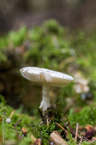  wild forrest mushroom in the woods in fall. Mushrooms in the forest on green moss ground - Mushrooms cut in the woods - close-up