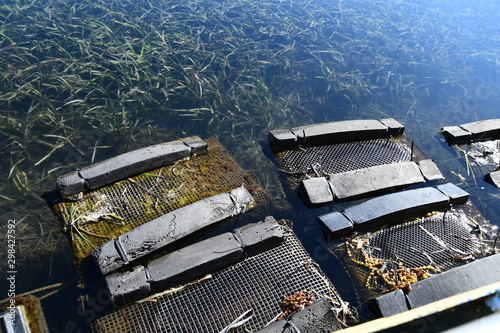 Oyster farm long-line system trays for Sydney Rock Oysters  in Pambula Lake, New South Wales Australia.