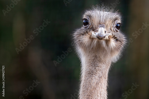 portrait of an ostrich
