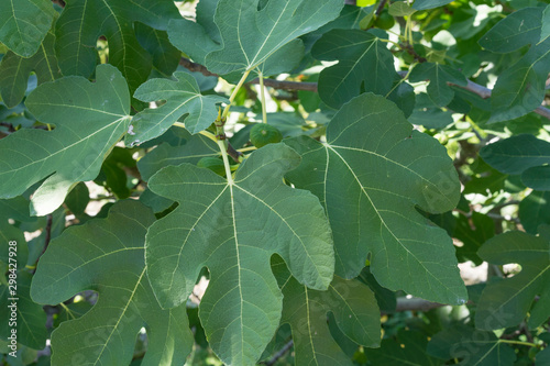 Fig-tree leaves in the sunshine. Unripe fruits visible.