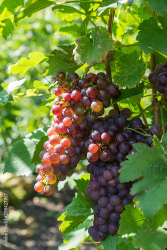 Wallpaper Mural Red grapes hang on the grapevine in the sunshine. Torontodigital.ca