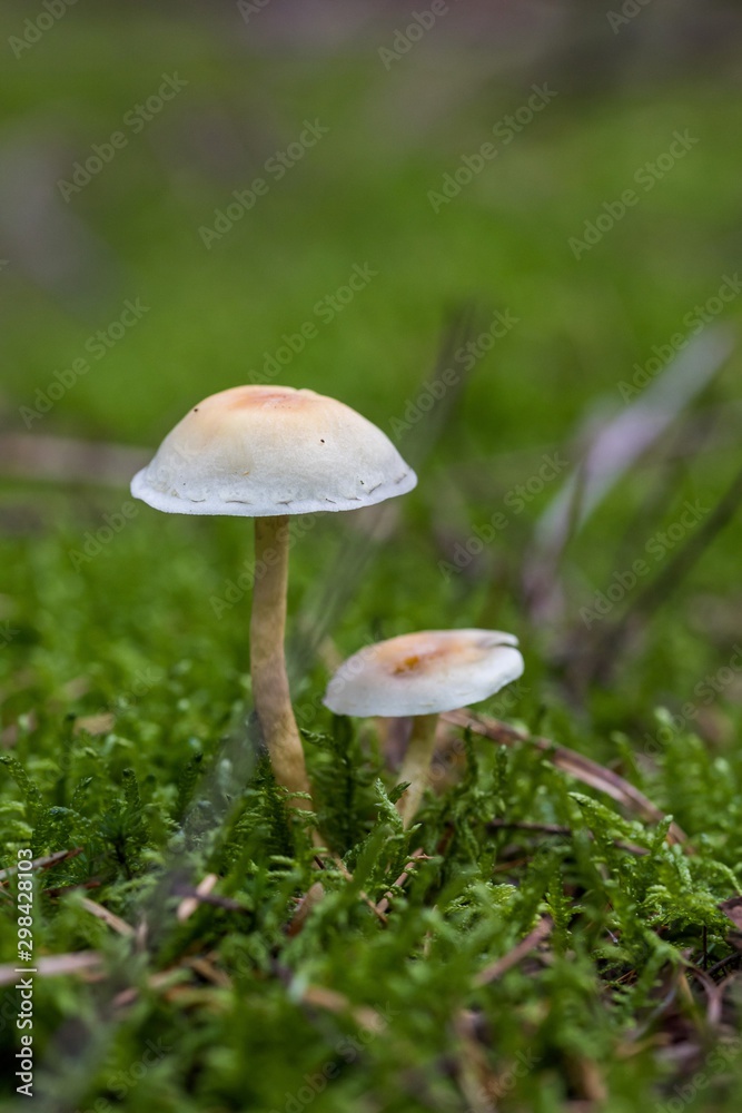 Beautiful close up of a group of mushrooms growing on on green moss ground and dark bokeh forest background. Mushroom macro, Mushrooms photo, forest photo, forest background - Mushrooms cut in the wo Beautiful close up of a group of mushrooms growing on on green moss ground and dark bokeh forest background. Mushroom macro, Mushrooms photo, forest photo, forest background - Mushrooms cut in the wo