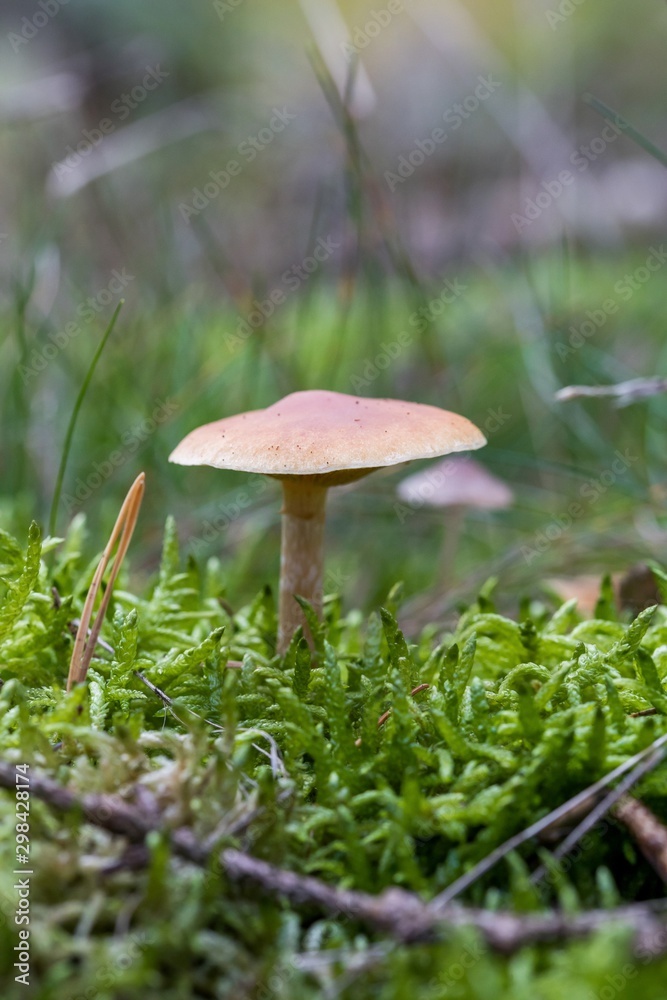 Beautiful butter mushroom in amazing green moss. Mushrooms cut in the woods - Popular mushroom in forest. close-up Beautiful butter mushroom in amazing green moss. Mushrooms cut in the woods - Popular mushroom in forest. close-up