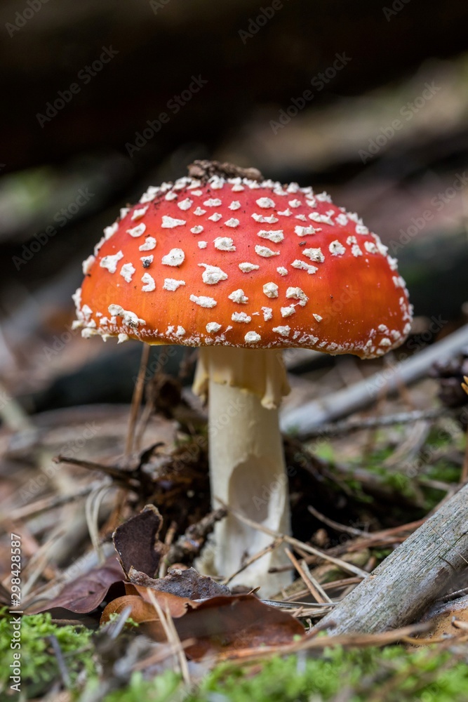 Toadstool, close up of a poisonous mushroom in the forest on green moss ground - Mushrooms cut in the woods - white mushroom with red hat Toadstool, close up of a poisonous mushroom in the forest on green moss ground - Mushrooms cut in the woods - white mushroom with red hat
