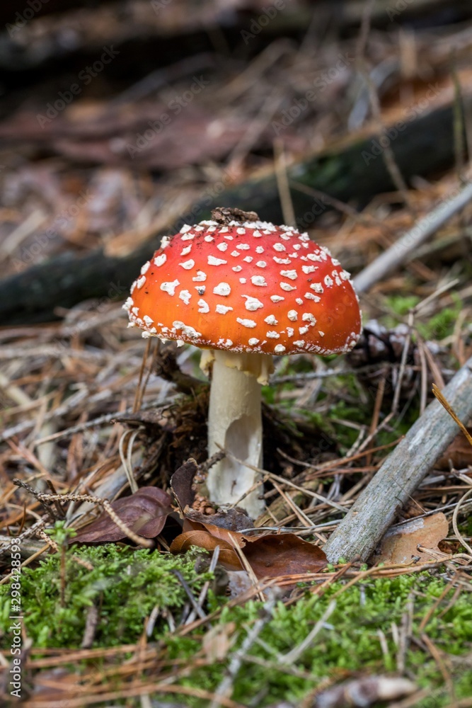 Toadstool, close up of a poisonous mushroom in the forest on green moss ground - Mushrooms cut in the woods - white mushroom with red hat Toadstool, close up of a poisonous mushroom in the forest on green moss ground - Mushrooms cut in the woods - white mushroom with red hat