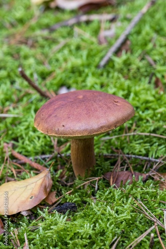Beautiful butter mushroom in amazing green moss. Mushrooms cut in the woods - Popular mushroom in forest. close-up