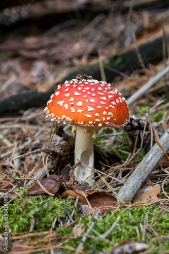 Toadstool, close up of a poisonous mushroom in the forest on green moss ground - Mushrooms cut in the woods - white mushroom with red hat