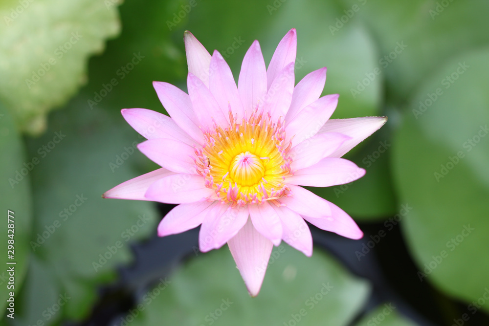 Fototapeta premium Pink Lotus on blur background