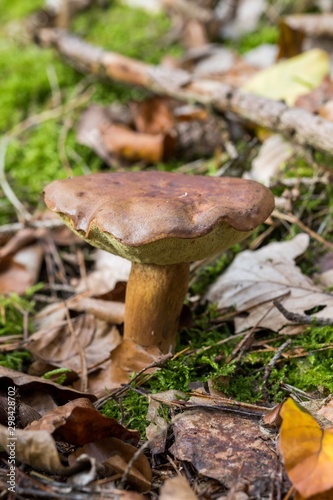 Beautiful butter mushroom in amazing green moss. Mushrooms cut in the woods - Popular mushroom in forest. close-up