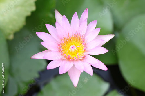 Pink Lotus on blur background