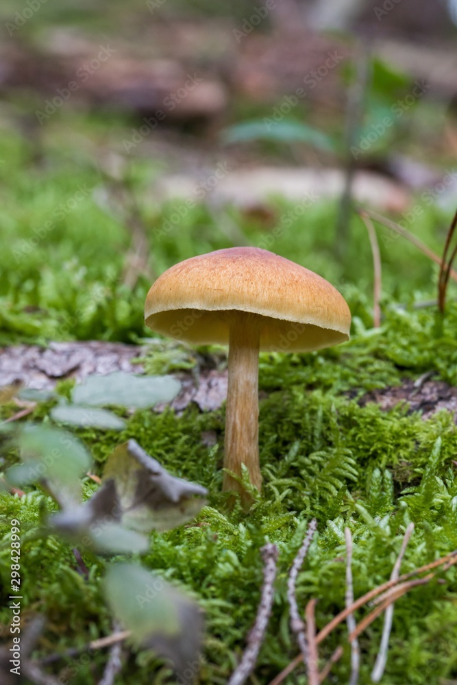 wild forrest mushroom in the woods in fall. Mushrooms in the forest on green moss ground - Mushrooms cut in the woods - close-up wild forrest mushroom in the woods in fall. Mushrooms in the forest on green moss ground - Mushrooms cut in the woods - close-up