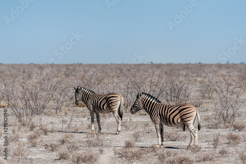 Two Burchell s Plains zebra -Equus quagga burchelli- walking on the plains of Etosha National Park  Namibia.