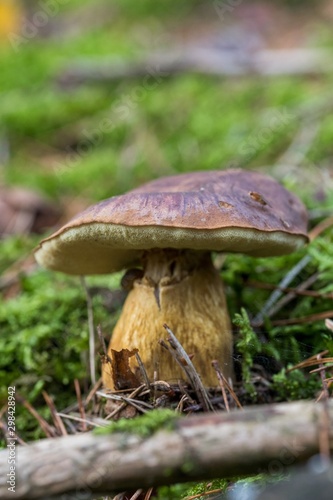 Beautiful boletus edulis mushroom in amazing green moss. Old magic forest mushrooms background. White mushroom in sunny day. close-up