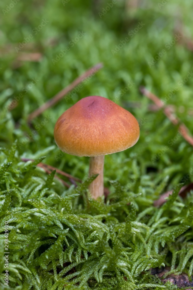 wild forrest mushroom in the woods in fall. Mushrooms in the forest on green moss ground - Mushrooms cut in the woods - close-up wild forrest mushroom in the woods in fall. Mushrooms in the forest on green moss ground - Mushrooms cut in the woods - close-up